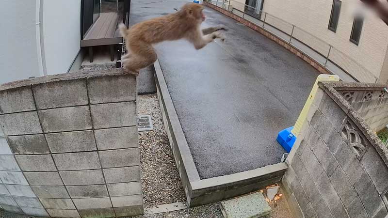 防犯カメラに映ったサル=10月18日、習志野市(読者提供)