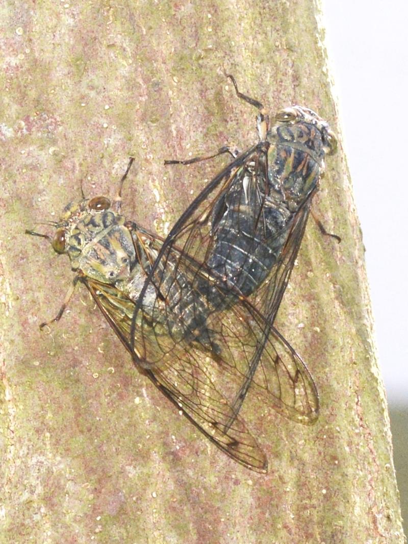 ツクツクボウシの交尾(左メス、右オス)セミ科 オス、メスとも26~33ミリ、翅端まで40~47ミリ。北海道、本州、四国、九州に分布=2024年9月17日、木更津市(筆者撮影)