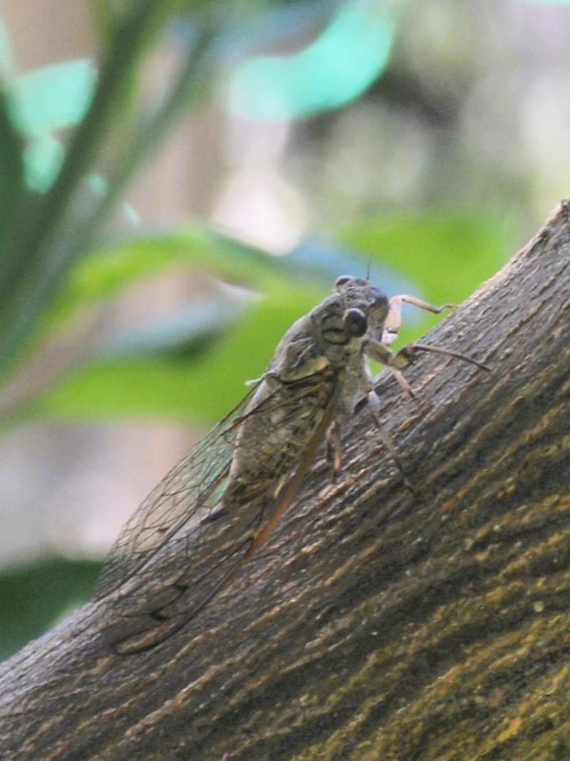 ミカンの枝にとまるツクツクボウシのメス。千葉県では方言でオーシンチョコ(長生)、オミンチョコ(八日市場)などという(川名興1969千葉県の動物方言、自費出版)=2024年9月17日、木更津市(筆者撮影)