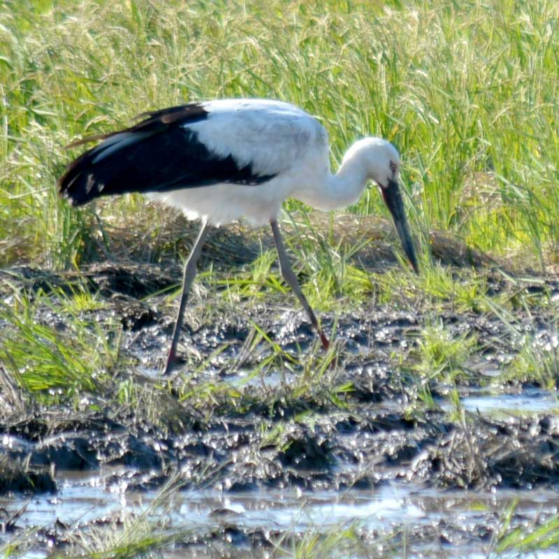 ５年ぶりに飛来したコウノトリ。稲刈りを終えた田んぼで餌をついばんでいた＝２５日午前１０時ごろ、いすみ市