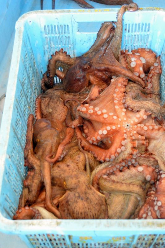 初水揚げは2隻で約50キロだった