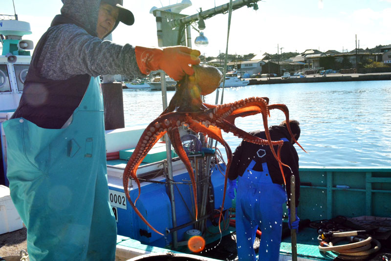 今季初めて水揚げされた大原産のマダコ。兵庫県・明石産と並び、「日本二大蛸(たこ)」と称されて人気がある=16日午前、いすみ市の大原漁港