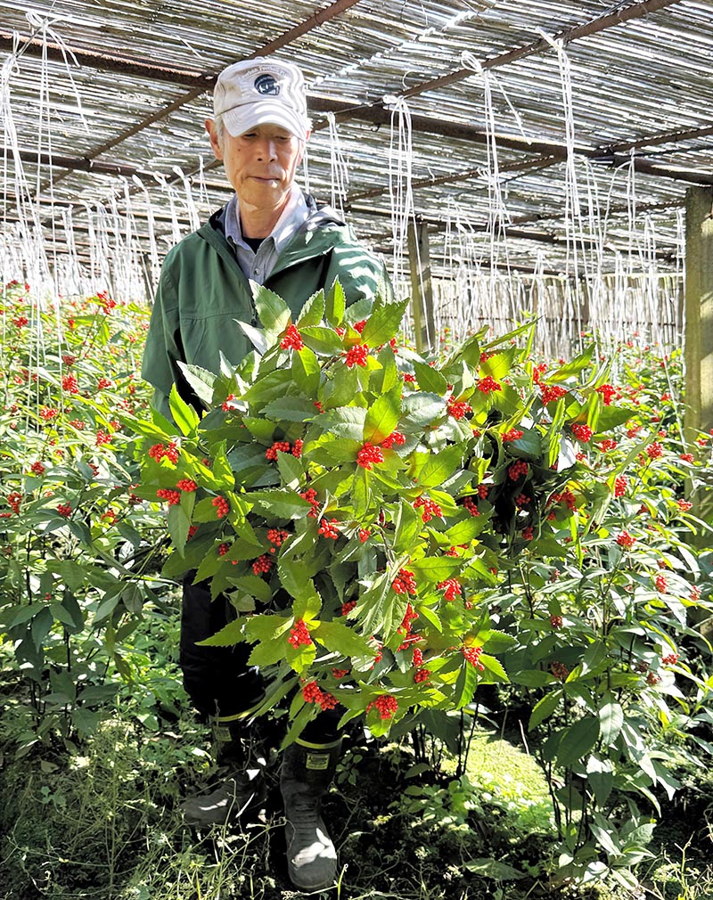 実付きや葉の色の良さから高い人気を誇る館山のセンリョウ＝３日、館山市