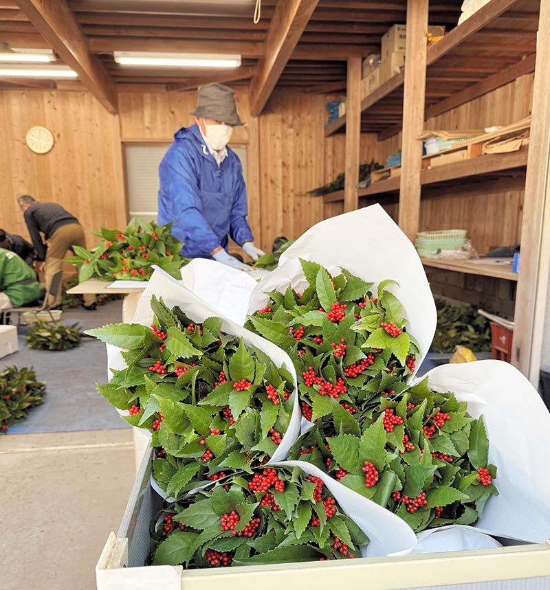 選別され、きれいに束ねられた畑地区のセンリョウ＝３日、館山市