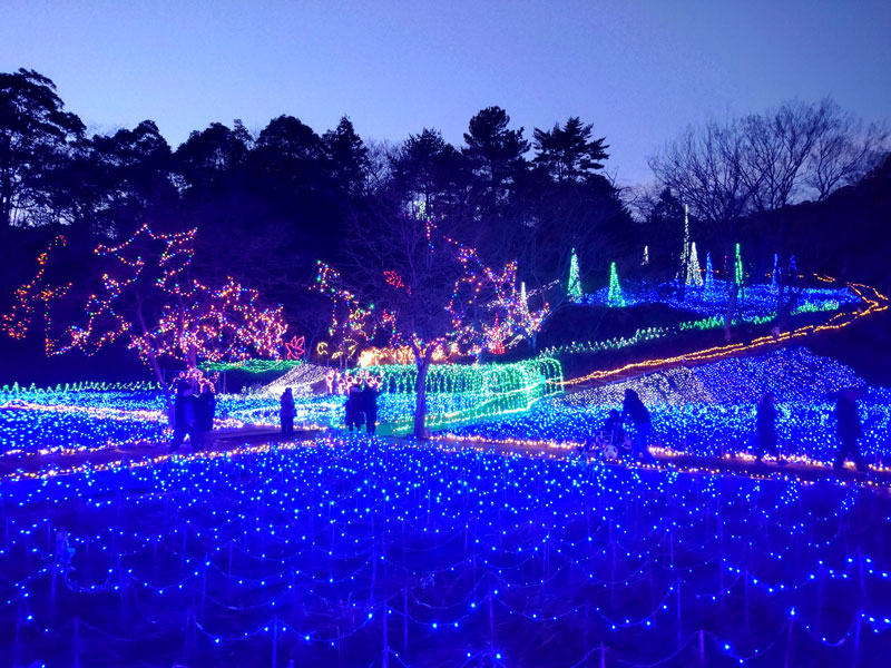 ３５万個のＬＥＤなどが輝く「いちはらクオードの森」のイルミネーション＝市原市