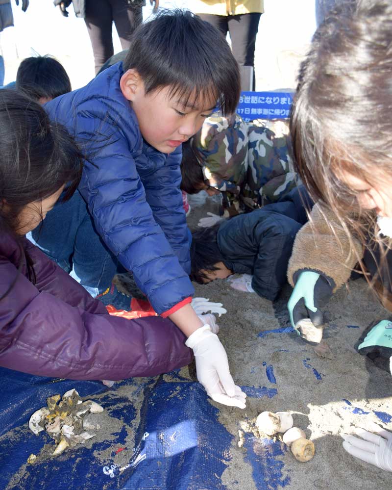 ふ化が終わった卵を掘り出す児童=12日、白子町