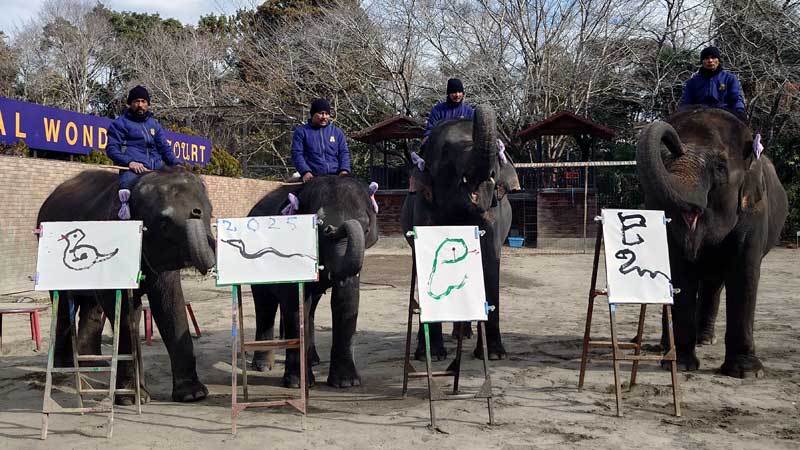 今年の干支「巳」の書き初めとイラストを披露した（右から）ゆめ花、りり香、もも夏、ら夢＝４日、市原ぞうの国