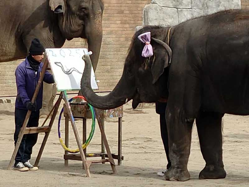 今年の干支「巳」にちなんでヘビのイラストを描く「もも夏」＝４日、市原ぞうの国