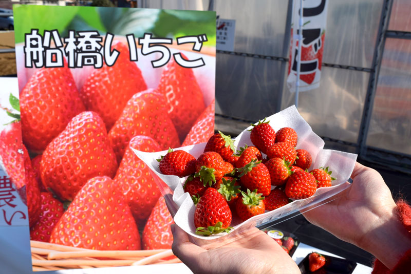 旬を迎えた船橋のイチゴ