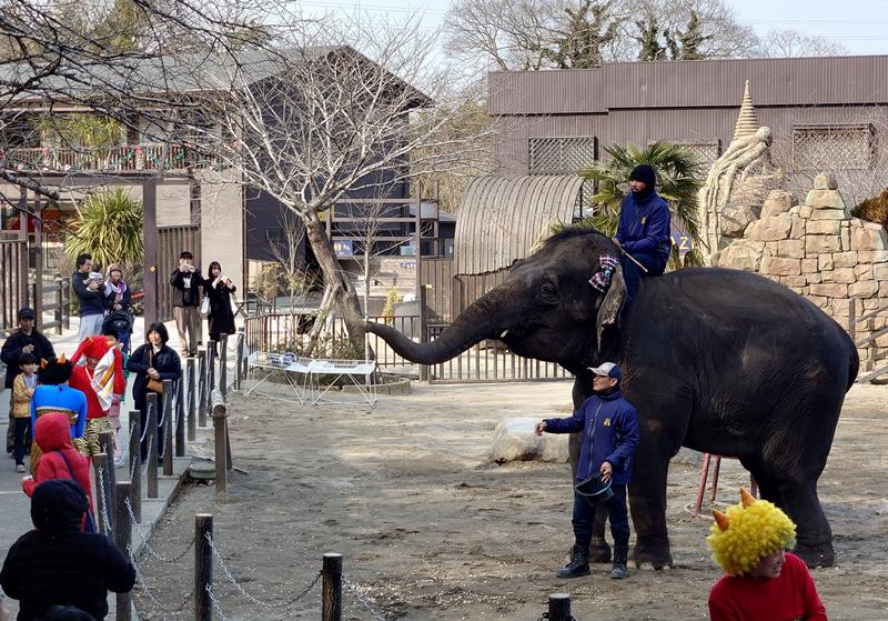 観客とともに豆をまき、鬼を退治するゾウ＝１日、市原市の市原ぞうの国
