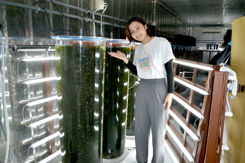 岩渕薬品が取り組んでいる海ぶどう養殖の様子。円柱形の水槽に光を当てて育てる=四街道市