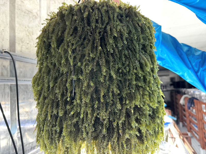 収穫した海ぶどう(岩渕薬品提供)
