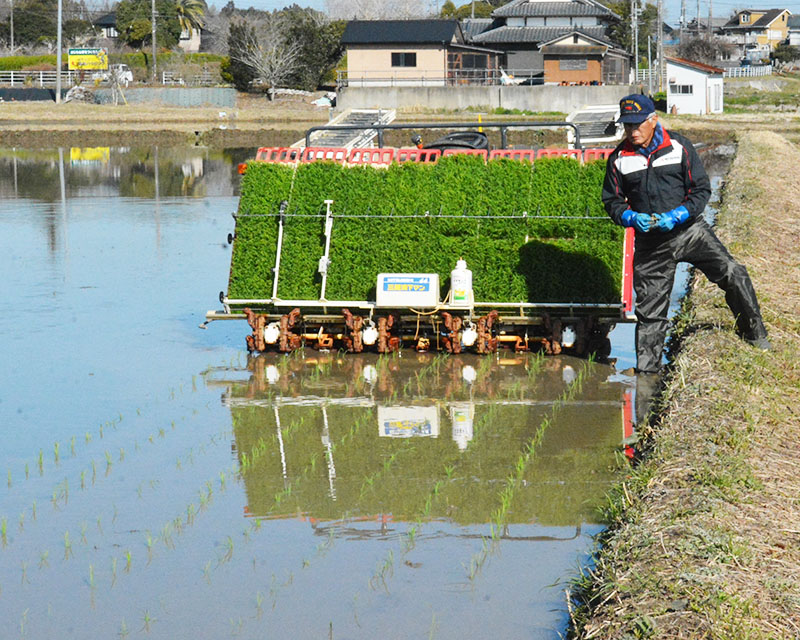 稲の苗の植え付け具合を確認する従業員=21日、いすみ市