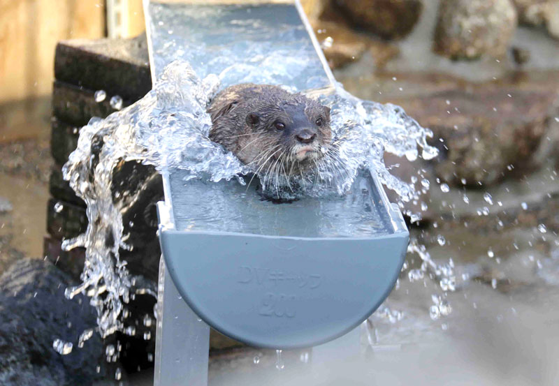 「流しカワウソ」の遊具で遊ぶナオ。ナオが死んでから、遊具は開店休業に（市川市動植物園提供）