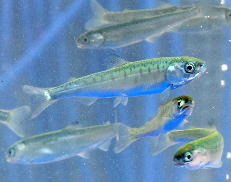 瑞沢川に放流されたサケの稚魚