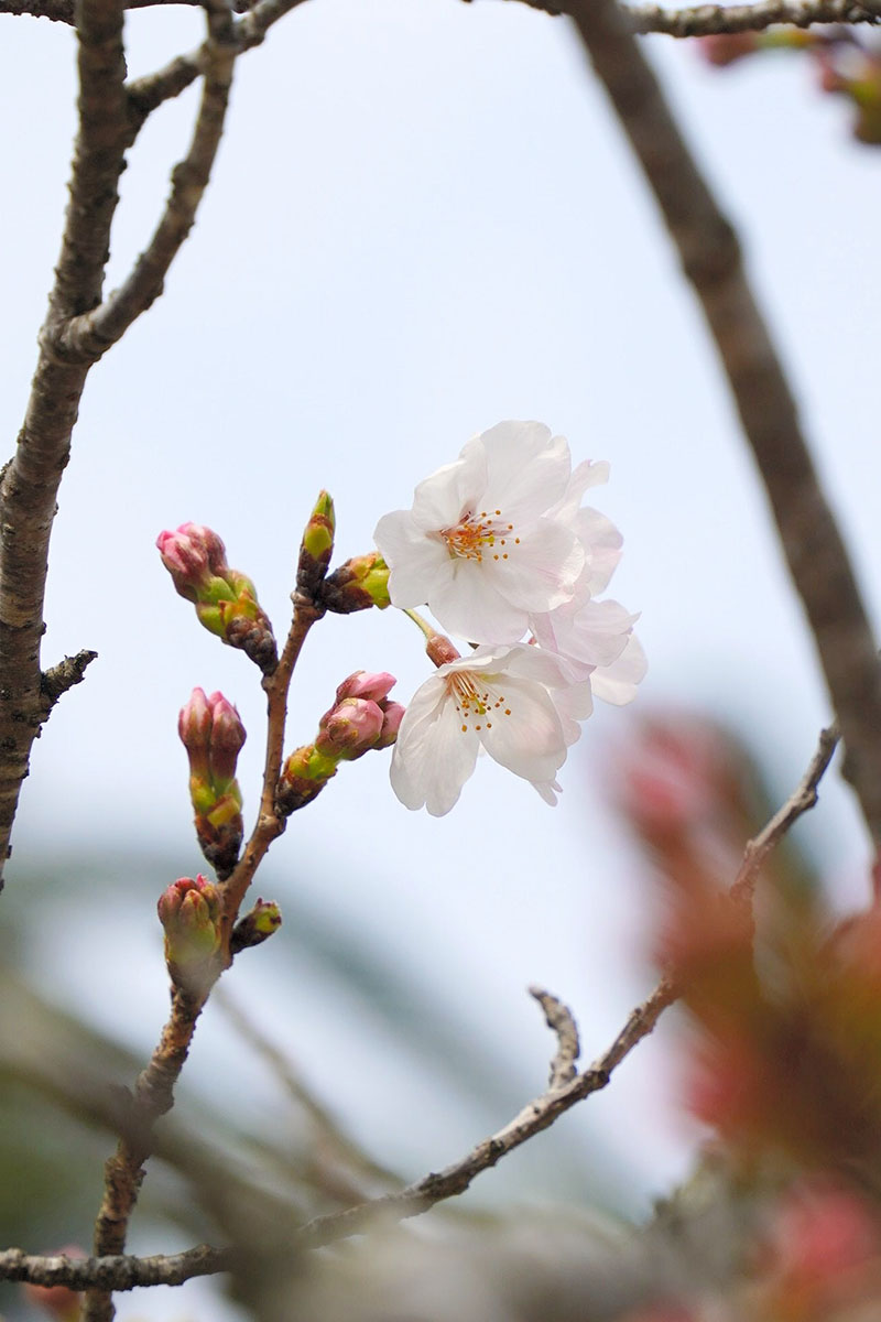 「開花」が確認されたソメイヨシノの標本木=27日、銚子市