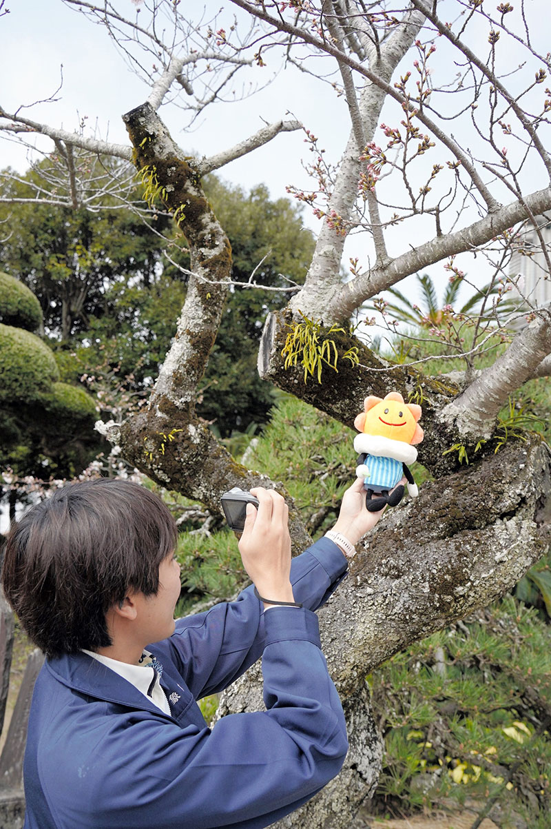 春を告げるソメイヨシノの開花(上)が観測され、気象庁マスコットキャラクター「はれるん」と写真に収める気象台職員=27日、銚子市