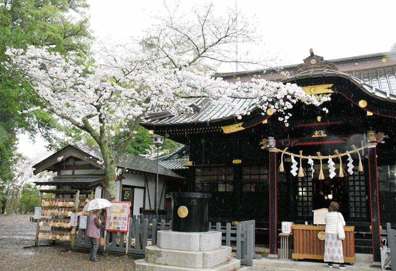 ここ数日の暖かさで一気に満開になった社殿前のソメイヨシノ＝２９日、一宮町の玉前神社（