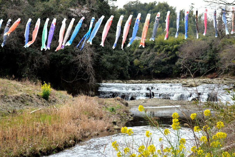 爽やかな風を受けて黒原不動滝の上空を優雅に泳ぐこいのぼり＝３０日、大多喜町