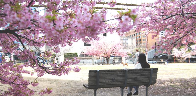 暖かな陽気の中、お昼時の公園で過ごす人たち＝１３日午後、千葉市中央区