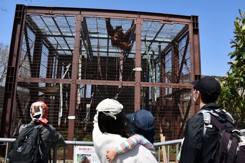 お披露目されたスマトラオランウータンのウランの姿に見入る来園者=22日、市川市動植物園