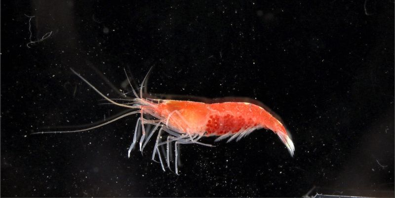 鮮やかな赤色の体色が特徴のアカムラサキエビの雌（邉見助教提供）