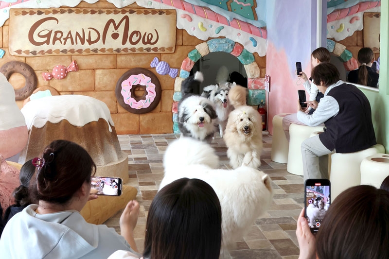 プレオープンで犬たちが入場すると、お客さんに笑顔が広がった＝３月２７日、木更津市
