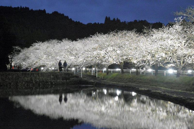 沿道に植えられた100本のソメイヨシノがライトアップされて田んぼの水鏡に幻想的に浮かび上がった=2日夜、いすみ市