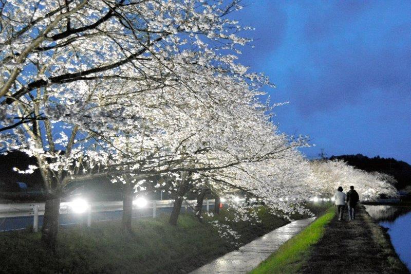 ライトアップされたソメイヨシノ脇の散歩道も人気を集めた=2日夜、いすみ市