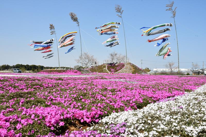 色鮮やかなシバザクラとこいのぼりの共演が楽しめる=7日、東庄町の東庄ふれあいセンター