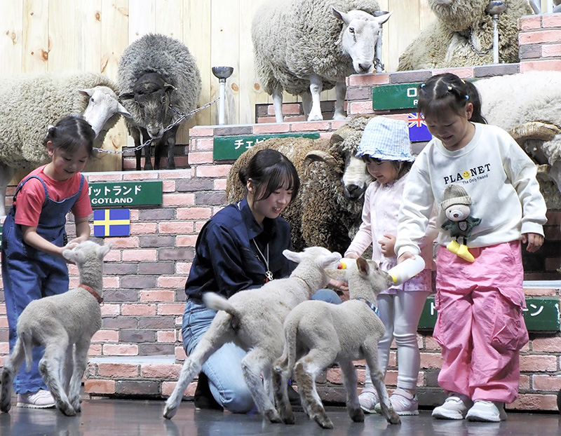 マザー牧場で始まったイベント「赤ちゃん羊のミルクタイム」。会場から選ばれた2~4人が哺乳を体験できる=21日、富津市