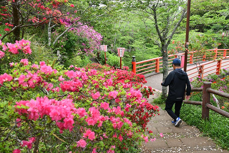 木々に囲まれ、色鮮やかに咲くツツジ=香取市