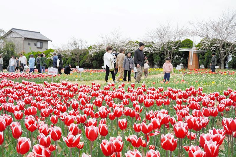 チューリップを楽しむ人たちでにぎわいを見せる広場＝６日、匝瑳市