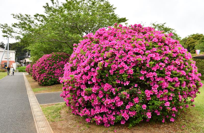 花が咲き始めた雲井岬つつじ公園のツツジ＝東庄町