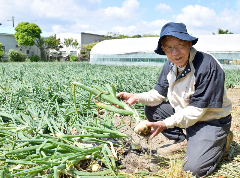 白子特産のタマネギを手にする大矢組合長＝１日、白子町