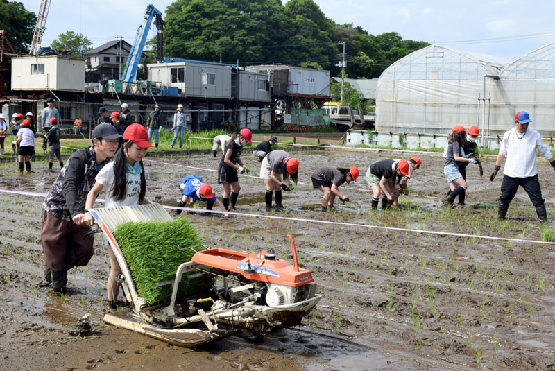 田植えに挑戦する児童ら＝８日、船橋市