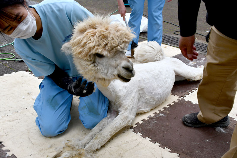 毛刈りを受けてスッキリとした姿になるアルパカ＝市川市動植物園