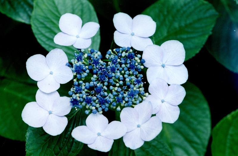 ガクアジサイ 花 正面=1999年6月24日、千葉市(初芝清氏撮影)